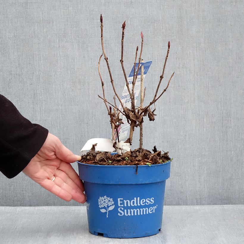 Hortensia macrophylla Endless Summer Bloomstar - Hydrangea Maceta 3L/4L Ejemplar entregado en invierno