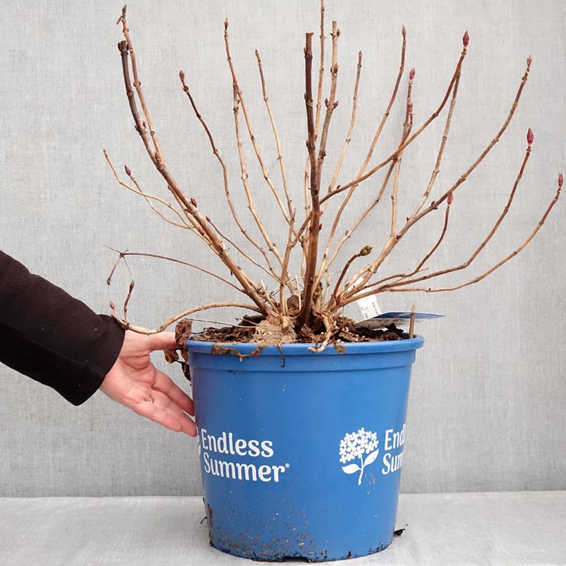 Hortensia macrophylla Endless Summer The Bride - Hydrangea Maceta 12L/15L Ejemplar entregado en invierno