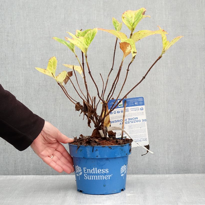 Ejemplar de Hortensia macrophylla Endless Summer The Bride - Hydrangea Maceta 2L/3L entregado en otoño