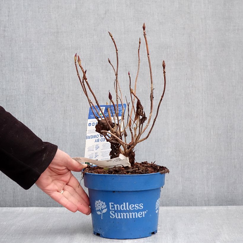 Hortensia macrophylla Endless Summer The Bride - Hydrangea Maceta 2L/3L Ejemplar entregado en invierno
