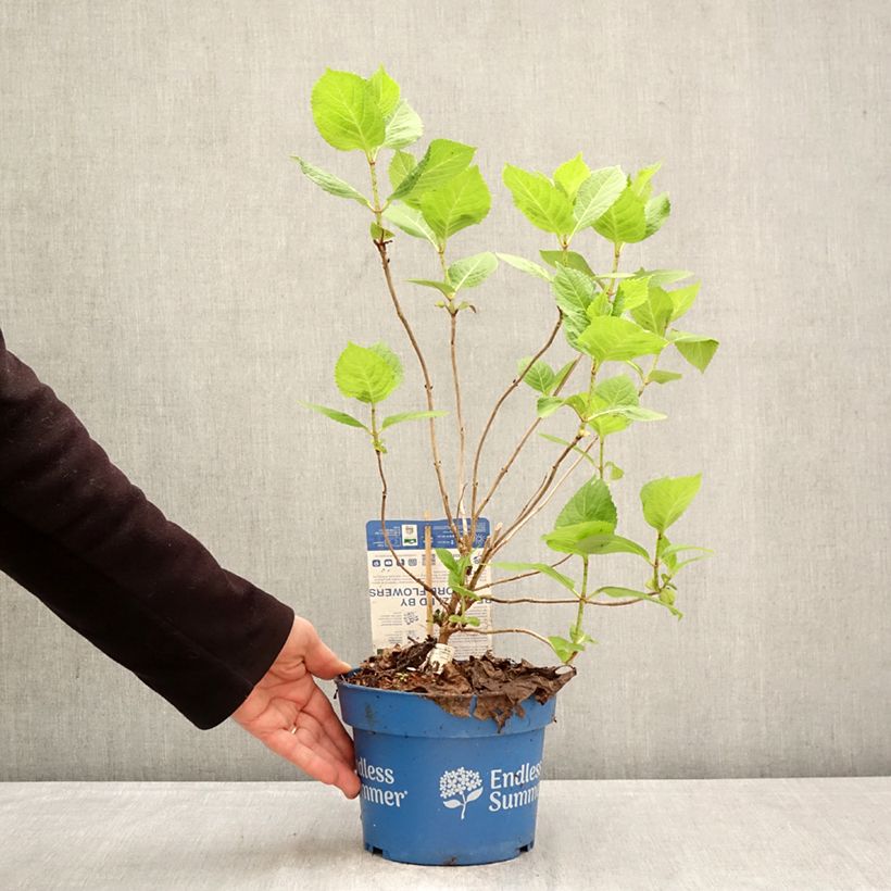 Hortensia macrophylla Endless Summer The Bride - Hydrangea Maceta 2L/3L Ejemplar entregado en la primavera