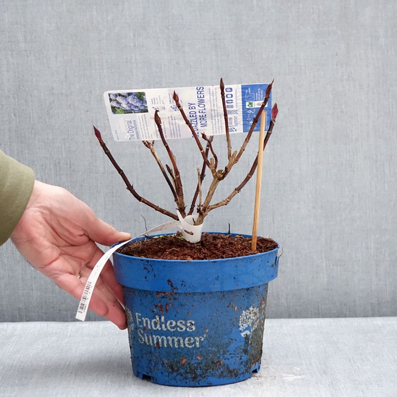 Hortensia macrophylla Endless Summer The Original Blue - Hydrangea Maceta 2L/3L Ejemplar entregado en invierno