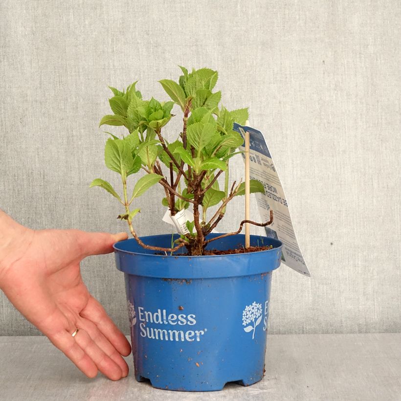 Hortensia macrophylla Endless Summer The Original Blue - Hydrangea Maceta 2L/3L Ejemplar entregado en la primavera
