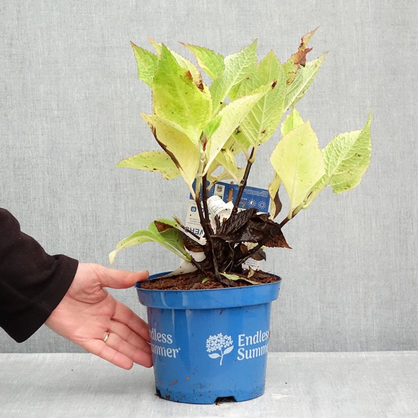 Ejemplar de Hortensia macrophylla Endless Summer The Original Pink - Hydrangea Maceta 2L/3L entregado en otoño