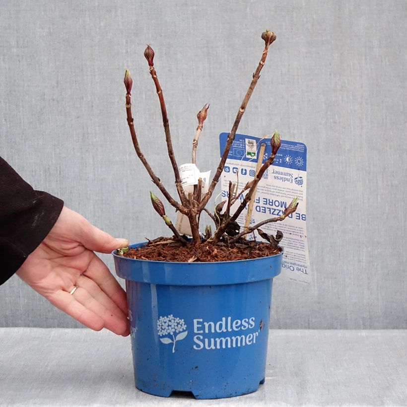 Hortensia macrophylla Endless Summer The Original Pink - Hydrangea Maceta 2L/3L Ejemplar entregado en invierno