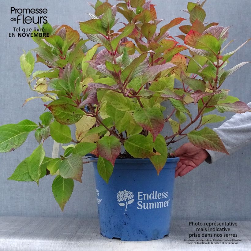 Ejemplar de Hortensia macrophylla Endless Summer Twist and Shout - Hydrangea Maceta 12L/15L entregado en otoño