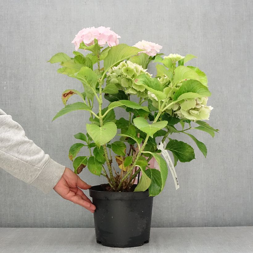 Ejemplar de Hortensia macrophylla Everbloom Pink Wonder - Hydrangea Maceta 4L/5L entregado en verano