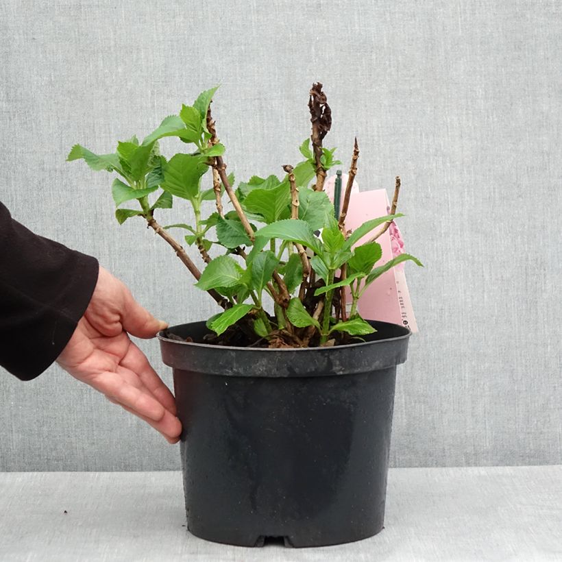 Hortensia macrophylla Everbloom Pink Wonder - Hydrangea Maceta 4L/5L Ejemplar entregado en la primavera