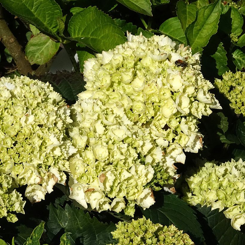 Hortensia macrophylla Everbloom White Wonder - Hydrangea (Floración)