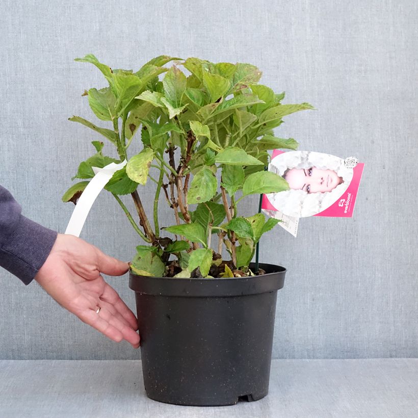 Ejemplar de Hortensia macrophylla Everbloom White Wonder - Hydrangea Maceta 4L/5L entregado en otoño