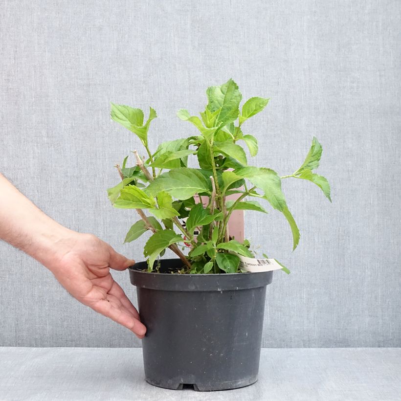 Hortensia macrophylla Everbloom White Wonder - Hydrangea Maceta 4L/5L Ejemplar entregado en la primavera