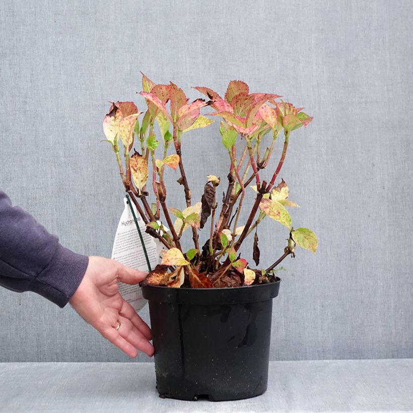 Ejemplar de Hortensia macrophylla Fantasia- Hydrangea Maceta 3L/4L entregado en otoño