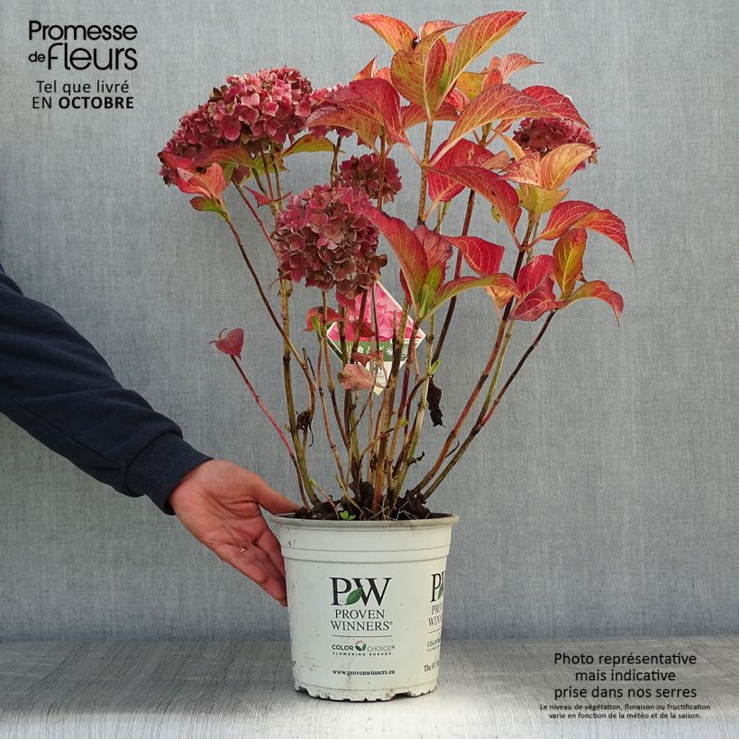 Ejemplar de Hortensia macrophylla Flair & Flavours Sweet Cupcake - Hydrangea Maceta 4L/5L entregado en otoño