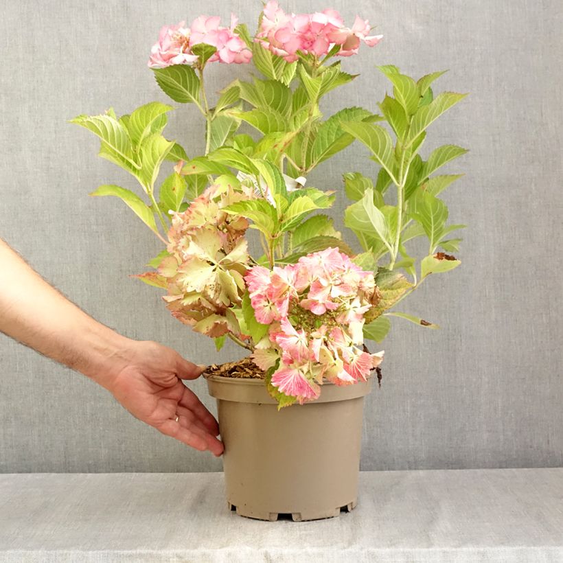 Ejemplar de Hortensia macrophylla Rendez-Vous French Cancan - Hydrangea Maceta 4L/5L entregado en verano