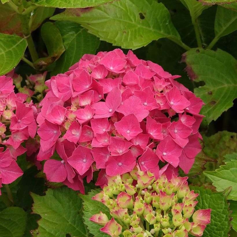Hortensia macrophylla Glowing Amber - Hydrangea (Floración)