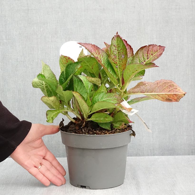 Ejemplar de Hortensia macrophylla Gräfin Cosel - Hydrangea Maceta 3L/4L entregado en otoño