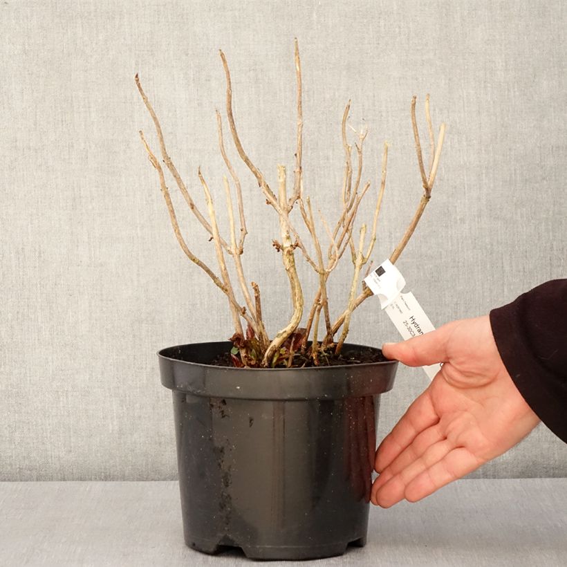 Hortensia macrophylla Gräfin Cosel - Hydrangea Maceta 3L/4L Ejemplar entregado en la primavera