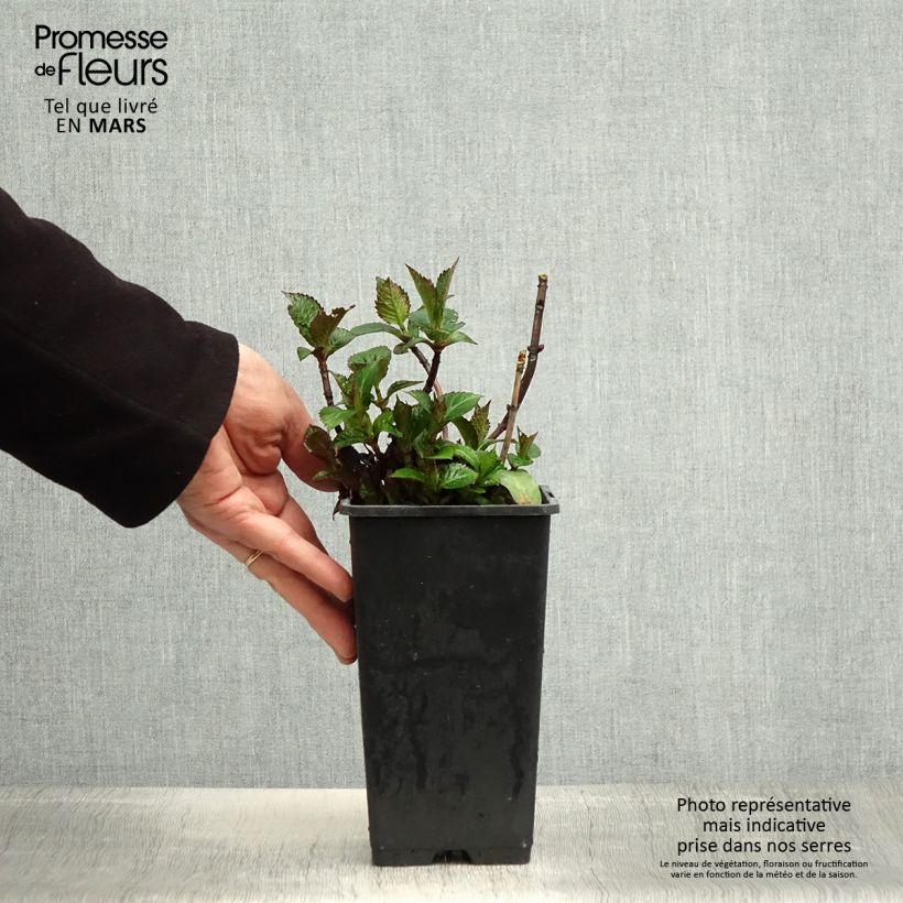 Hortensia macrophylla Green Ever Belles - Hydrangea Maceta 1,5L/2L Ejemplar entregado en la primavera