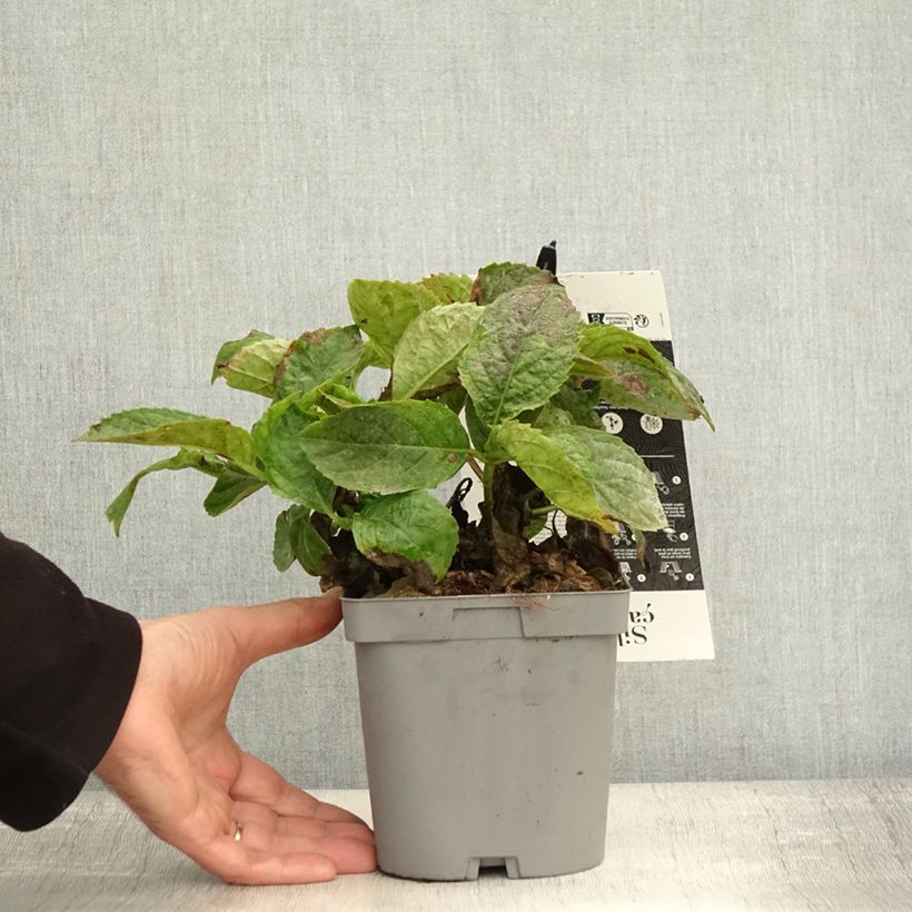 Ejemplar de Hortensia macrophylla Immaculata - Hydrangea Maceta 2L/3L entregado en otoño