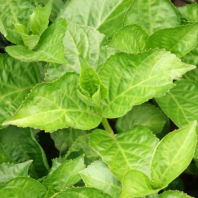 Hortensia macrophylla Immaculata - Hydrangea (Follaje)