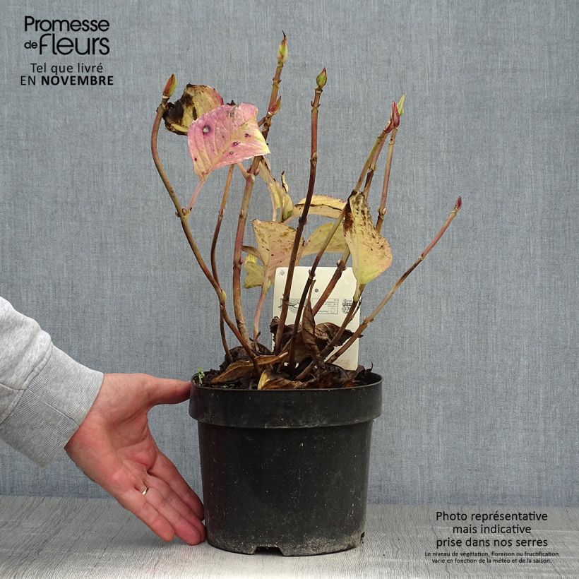 Ejemplar de Hortensia macrophylla Teller Kardinal - Hydrangea Maceta 2L/3L entregado en otoño