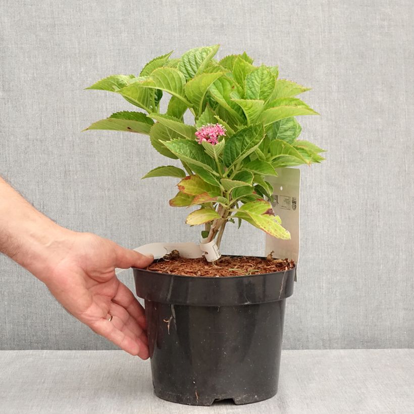 Ejemplar de Hortensia macrophylla Kardinal Violet - Hydrangea Maceta 2L/3L entregado en verano