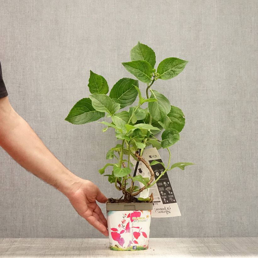 Ejemplar de Hortensia macrophylla Kazan - Hydrangea Maceta 2L/3L entregado en verano