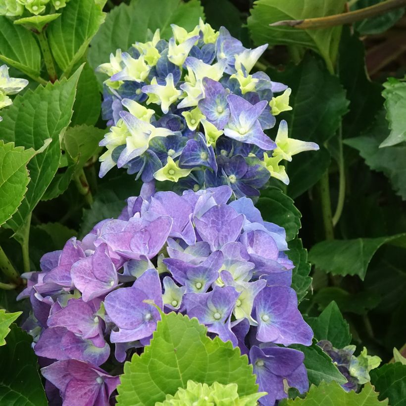 Hortensia macrophylla Lady Mata Hari - Hydrangea (Floración)