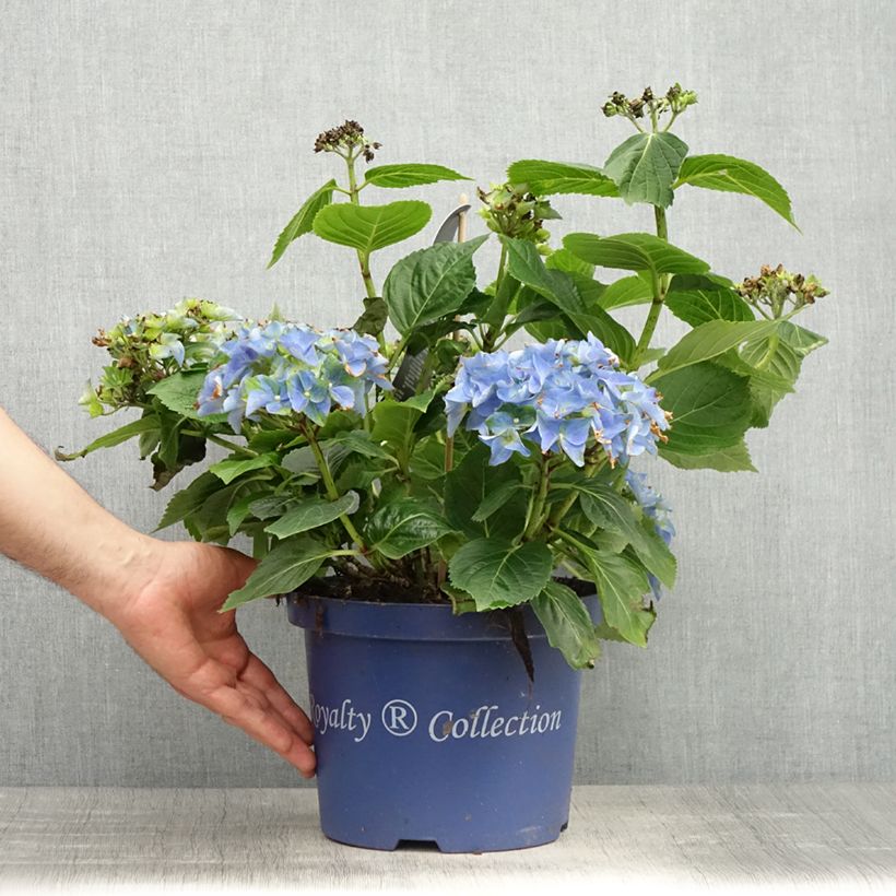 Hortensia macrophylla Lady Mata Hari - Hydrangea Maceta 2L/3L Ejemplar entregado en la primavera