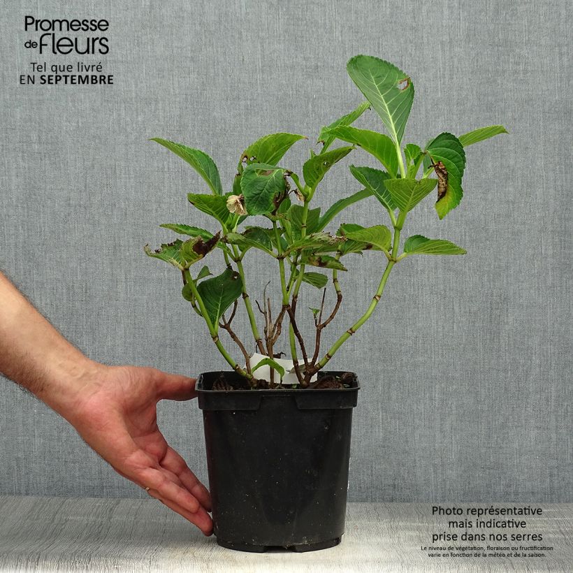 Ejemplar de Hortensia macrophylla Lady Nobuko - Hydrangea Maceta 2L/3L entregado en otoño