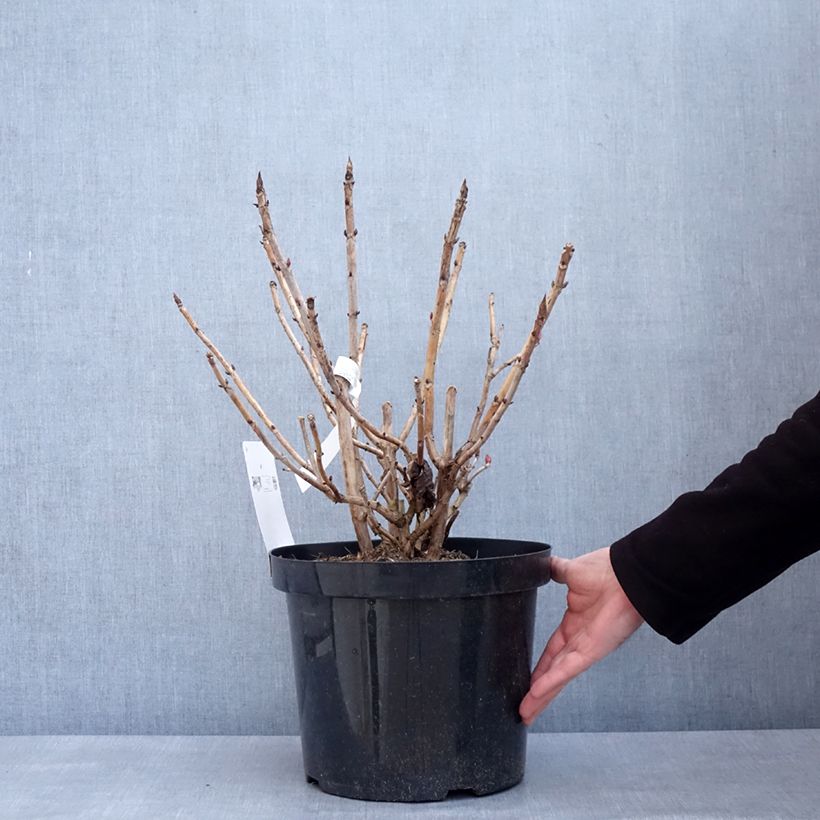 Hortensia macrophylla Leuchtfeuer - Hydrangea Maceta 7,5L/10L Ejemplar entregado en invierno