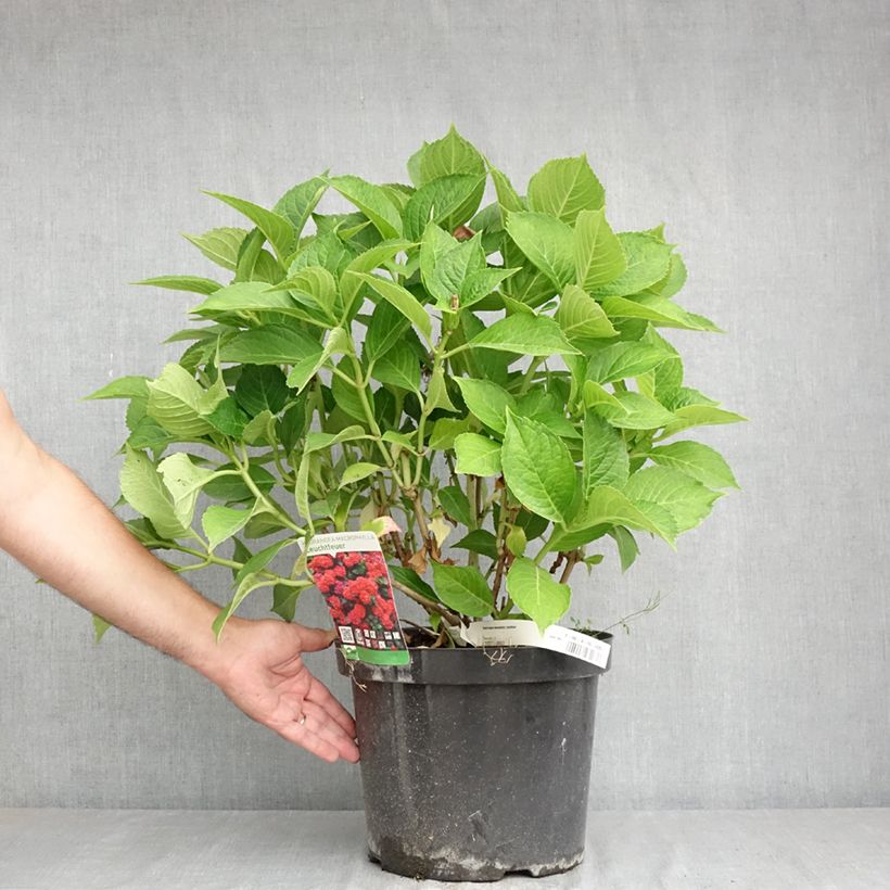 Ejemplar de Hortensia macrophylla Leuchtfeuer - Hydrangea Maceta 7,5L/10L entregado en verano