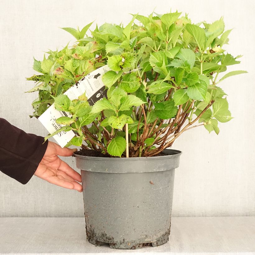 Hortensia macrophylla Leuchtfeuer - Hydrangea Maceta 7,5L/10L Ejemplar entregado en la primavera