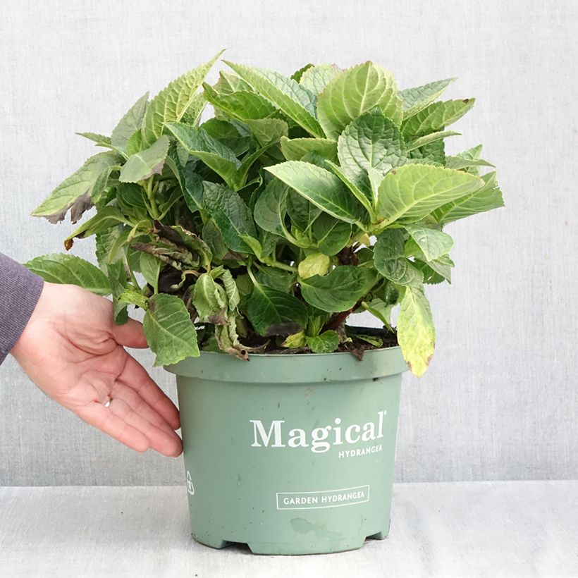 Ejemplar de Hortensia macrophylla Magical Amethyst - Hydrangea Maceta 4L/5L entregado en otoño