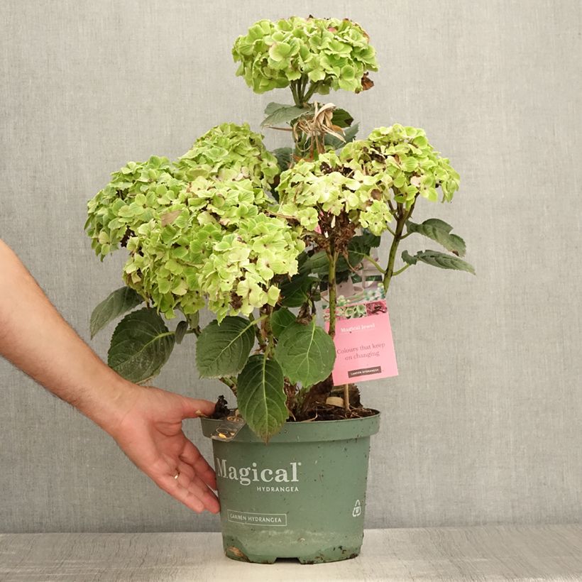 Ejemplar de Hortensia macrophylla Magical Jewel rosa - Hydrangea Maceta 4L/5L entregado en verano