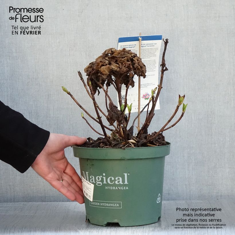 Hortensia macrophylla Magical Jewel rosa - Hydrangea Maceta 4L/5L Ejemplar entregado en invierno