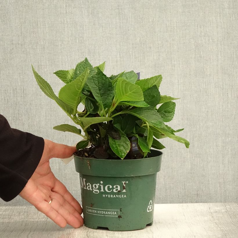 Ejemplar de Hortensia macrophylla Magical Revolution Bleu - Hydrangea Maceta 1,5L/2L entregado en otoño
