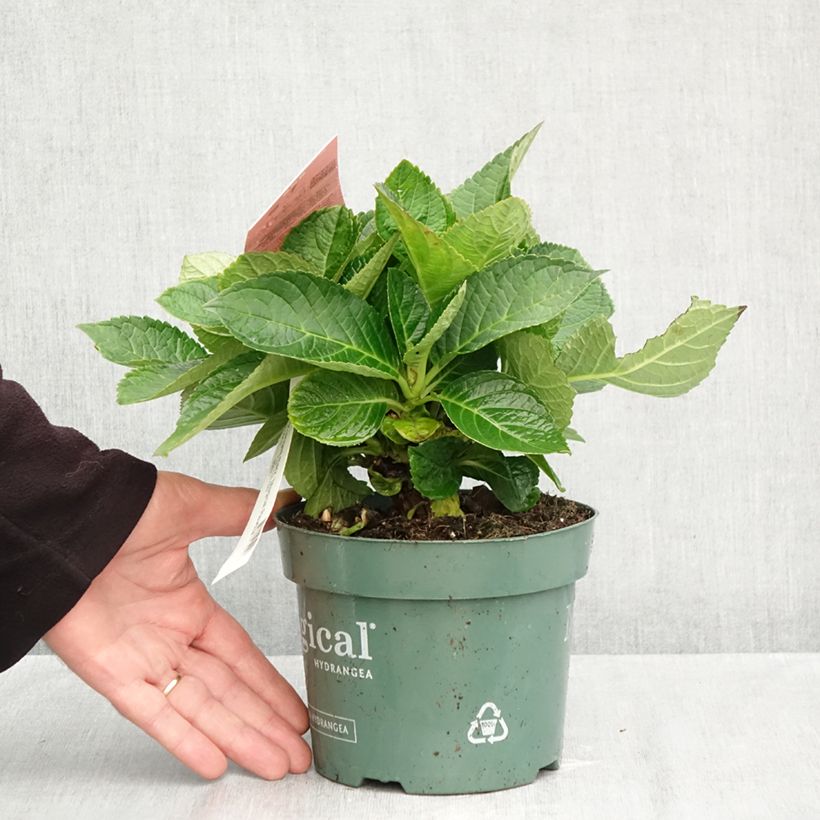 Ejemplar de Hortensia macrophylla Magical Revolution Rose - Hydrangea Maceta 2L/3L entregado en otoño