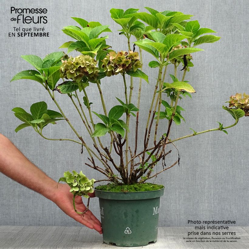 Ejemplar de Hortensia macrophylla Magical Ruby Tuesday - Hydrangea Maceta 2L/3L entregado en otoño
