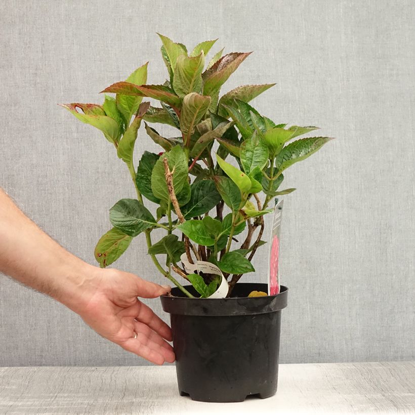Ejemplar de Hortensia macrophylla Merveille Sanguine - Hydrangea Maceta 2L/3L entregado en verano