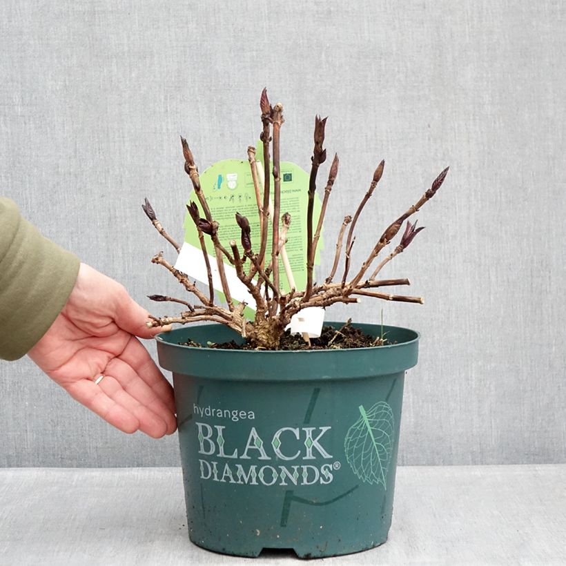 Hortensia macrophylla Midnight Pearl - Hydrangea Maceta 4L/5L Ejemplar entregado en invierno