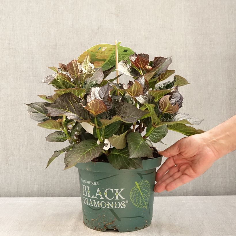 Hortensia macrophylla Midnight Pearl - Hydrangea Maceta 4L/5L Ejemplar entregado en la primavera