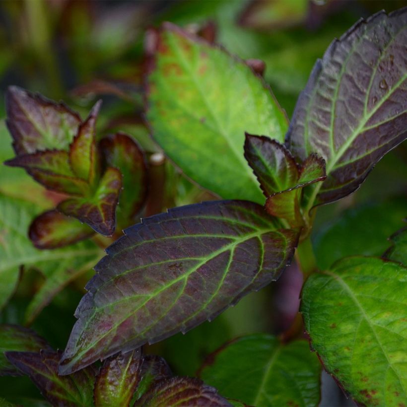 Hydrangea macrophylla Mirai - Hortensia (Follaje)