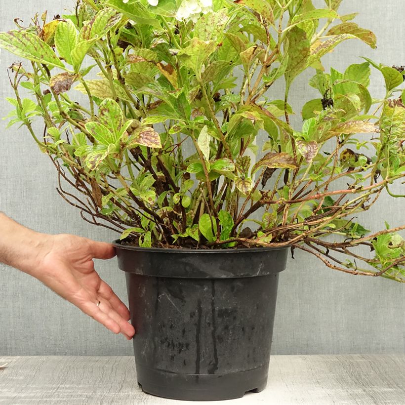 Ejemplar de Hortensia macrophylla Mme Emile Mouillière - Hydrangea Maceta 7,5L/10L entregado en verano