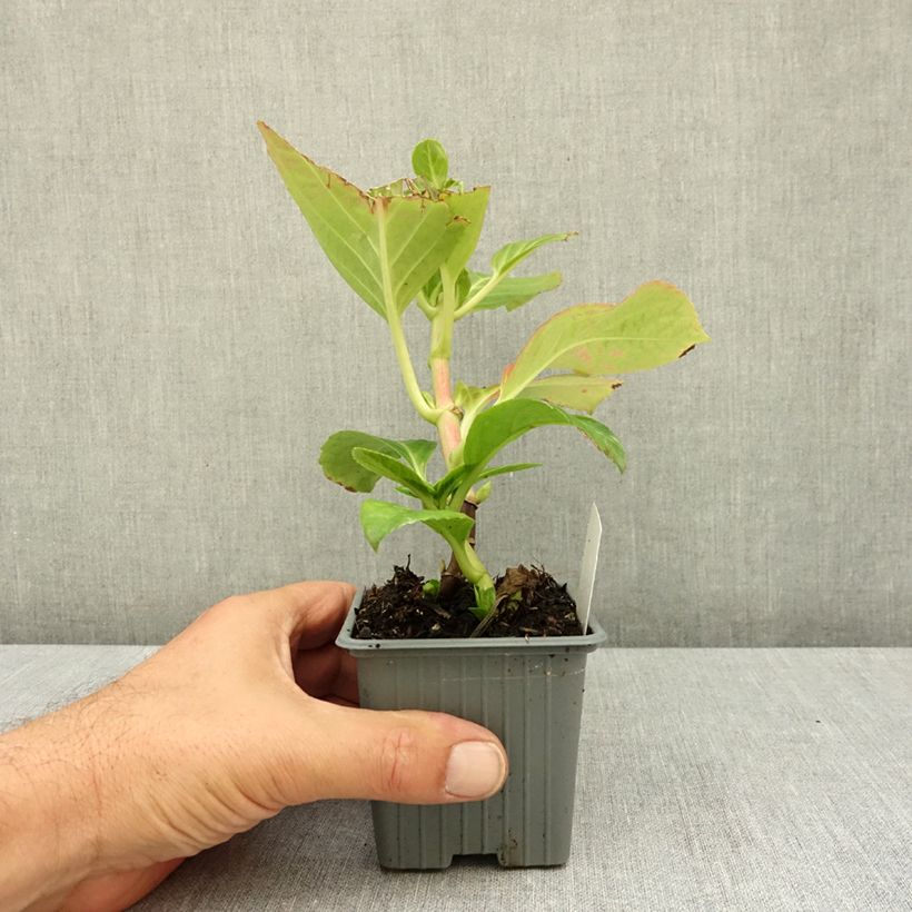 Ejemplar de Hortensia macrophylla Mme Emile Mouillière - Hydrangea Maceta de 8/9 cm entregado en verano