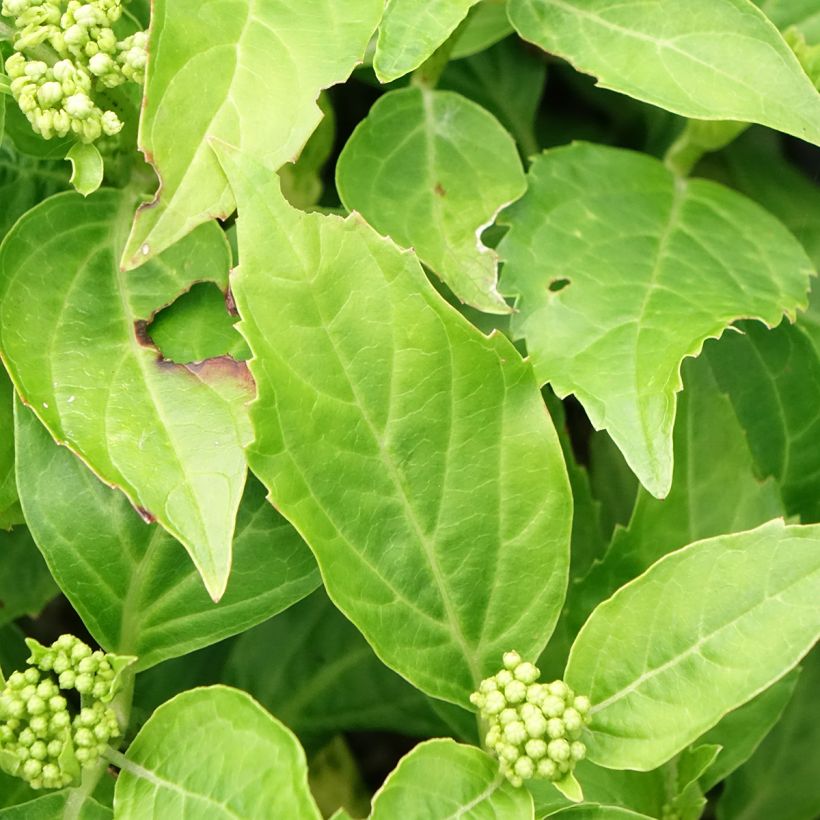Hortensia macrophylla Pia - Hydrangea (Follaje)