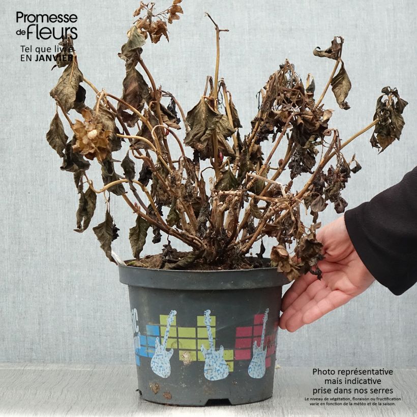 Hortensia macrophylla Pink Pop - Hydrangea Maceta 4L/5L Ejemplar entregado en invierno