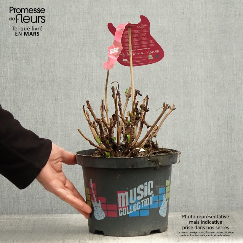 Hortensia macrophylla Pink Pop - Hydrangea Maceta 4L/5L Ejemplar entregado en la primavera