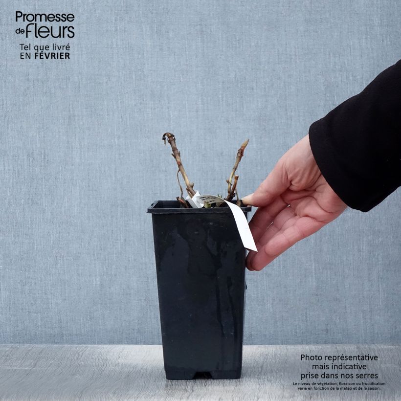 Hortensia macrophylla Princess Diana - Hydrangea Maceta 1,5L/2L Ejemplar entregado en invierno