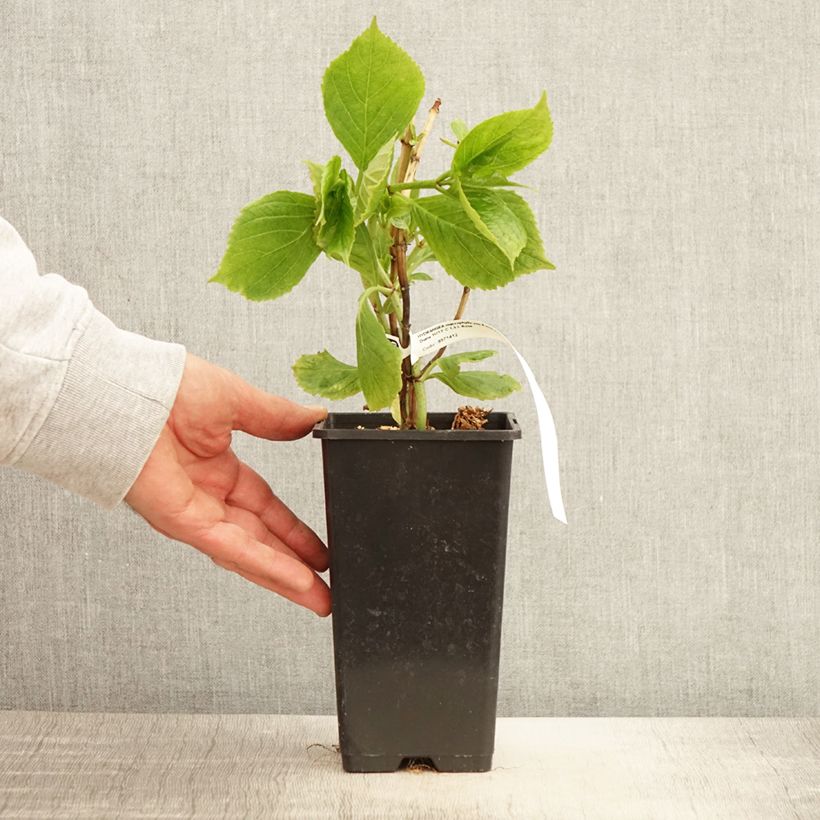 Hortensia macrophylla Princess Diana - Hydrangea Maceta 1,5L/2L Ejemplar entregado en la primavera